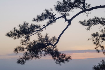 Silhouette of Pine tree branches with soft fog and yellow sunlight in the sky background, sunrise...