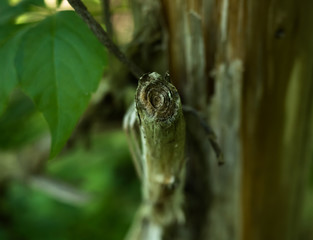 Closeup of stick from tree
