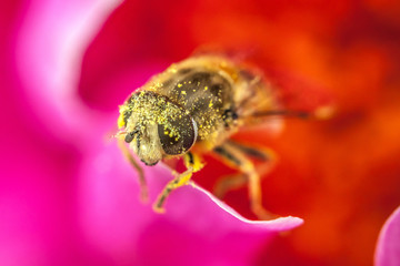 Honey bee covered with yellow pollen drink nectar, pollinating pink flower. Inspirational natural floral spring or summer blooming garden or park background. Life of insects. Macro close up