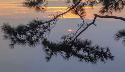 Silhouette of Pine tree branches with soft fog and yellow sunlight in the sky background, sunrise at Nok Aen Cliff, Phu Kradueng National Park, Loei, Thailand.