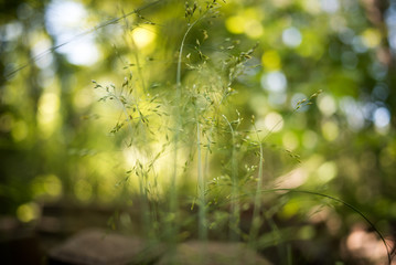 Grassy blossems