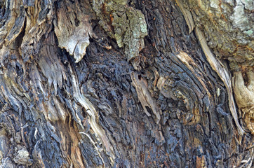 Wood texture. The bark of a living tree.