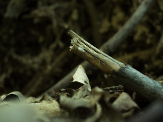 Pile of sticks in the woods