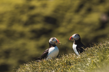 pair of puffins on the mykines Island at Faroe Islands cuddling together