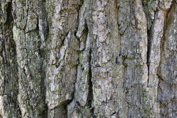 Fototapeta premium Bark