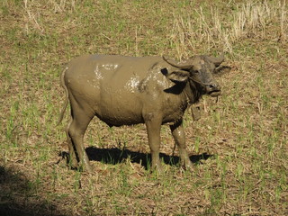 Fototapeta premium buffle laos