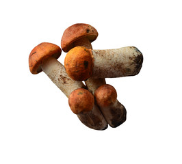 collected in the forest white mushrooms on an isolated background for delicious cooking