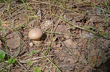 Lycoperdon mushroom. Inedible mushroom in the forest