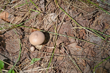 Lycoperdon mushroom. Inedible mushroom in the forest