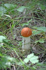 Boletus. Leccinum. Orange-cap boletus. Leccinum aurantiacum