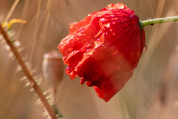 Mit Regentropfen benetzte rote Mohnblüte mit grünem Stengel als schöner Farbkontrast zum...