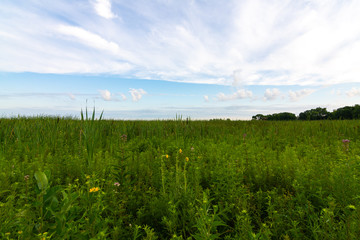 Obraz premium Summer vegetation