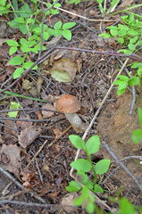 Boletus. Leccinum. Orange-cap boletus. Leccinum aurantiacum