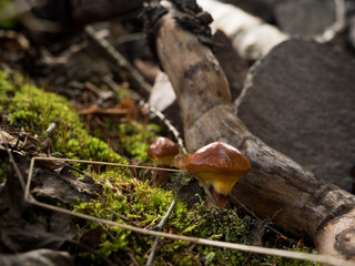 Small mushroom in the forest