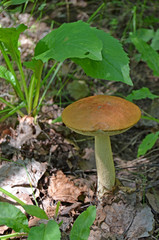 Boletus. Leccinum. Orange-cap boletus. Leccinum aurantiacum