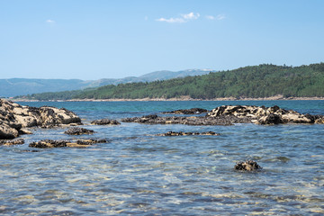 Seascape of a wild beach with Wild mussels on rocks at low tide