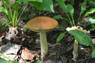 Boletus. Leccinum. Orange-cap boletus. Leccinum aurantiacum