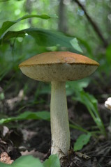 Boletus. Leccinum. Orange-cap boletus. Leccinum aurantiacum