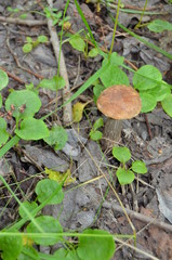 Boletus. Leccinum. Orange-cap boletus. Leccinum aurantiacum