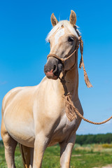 Portrait of a horse close up. Photographed on the ranch.