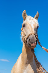 Portrait of a horse close up. Photographed on the ranch.