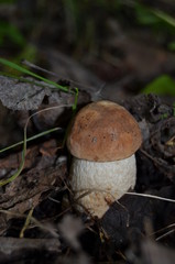 Boletus. Leccinum. Orange-cap boletus. Leccinum aurantiacum