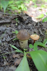 Boletus. Leccinum. Orange-cap boletus. Leccinum aurantiacum