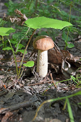 Boletus. Leccinum. Orange-cap boletus. Leccinum aurantiacum