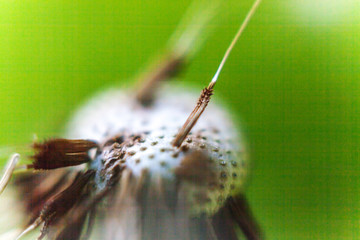 Dandelion seeds blowing in wind in summer field background. Change growth movement and direction...