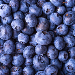 Ripe blueberry berries close-up - beautiful berry background, blueberry macro photo