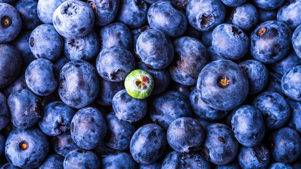 A large number of ripe blueberry berries in close-up and one green unripe berry. Macro photo of forest blueberry berries