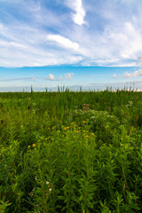 Summer vegetation