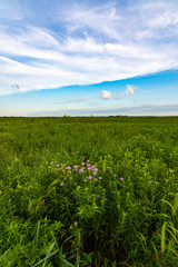 Summer vegetation