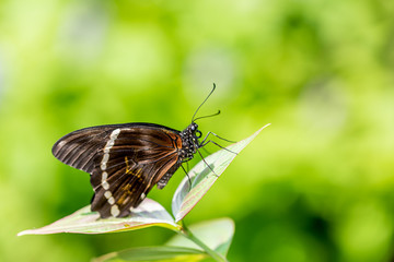 Closeup of a butterfly in the garden