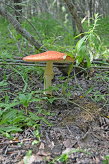 Amanita. Amanita muscaria. Poisonous mushroom