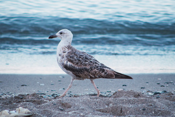 Seagull walking along the banks of the beaches of Fuengirola