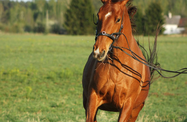 Active and playful chestnut horse running forward while being held by reigns. Animal portrait.