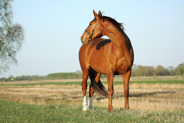 Chestnut horse standing on a pasture in summer an looking back.
