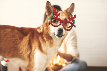 Cute golden dog in festive reindeer glasses with antlers looking with funny emotions on background of smiling girl in christmas lights. Merry Christmas. Happy Holidays. Adorable golden dog