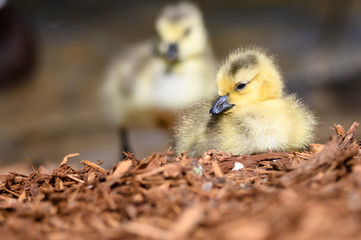 Newborn Gosling Resting Quietly on the Soft Ground