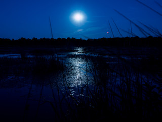Moon rising over a swamp
