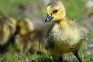 Newborn Gosling Exploring the Fascinating New World