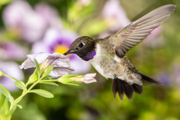 Black-Chinned Hummingbird Searching for Nectar Among the Violet Flowers