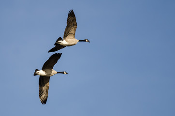 Fototapeta na wymiar Pair of Canada Geese Flying in a Blue Sky