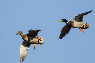 Pair of Mallard Ducks Flying in a Blue Sky