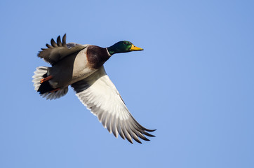 Obraz premium Mallard Duck Flying in a Blue Sky