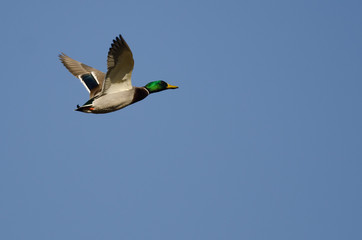 Obraz premium Mallard Duck Flying in a Blue Sky