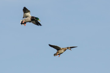 Pair of Mallard Ducks Flying in a Blue Sky