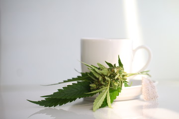 Obraz na płótnie Canvas hemp tea . medical cannabis leaf