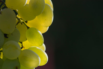White grapes covered with sun in the dusk.